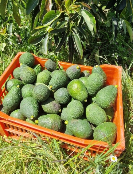 L’avocat d’U Pratelucciu, le fruit qui plaide pour lui-même L’avocat d’U Pratelucciu, le fruit qui plaide pour lui-même